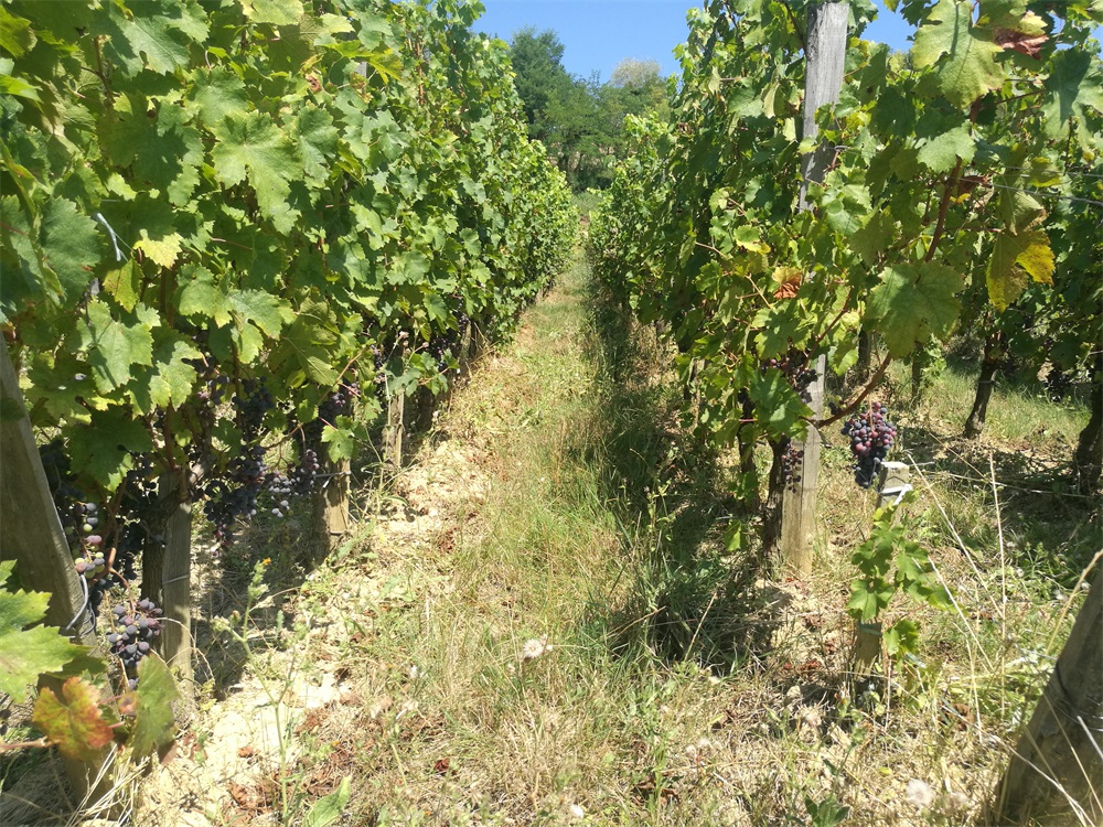 開(kāi)家紅酒專(zhuān)賣(mài)店一般投資多少呢