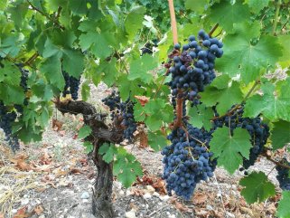 如何做紅酒生意才好呢